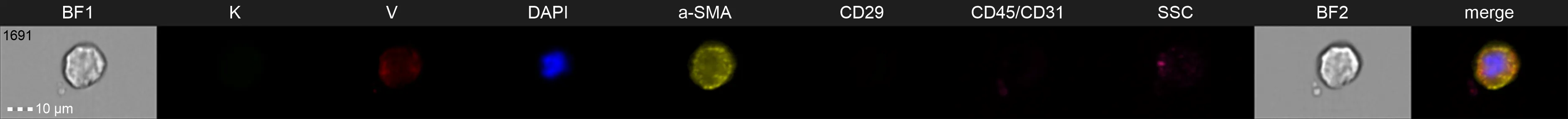 Cell